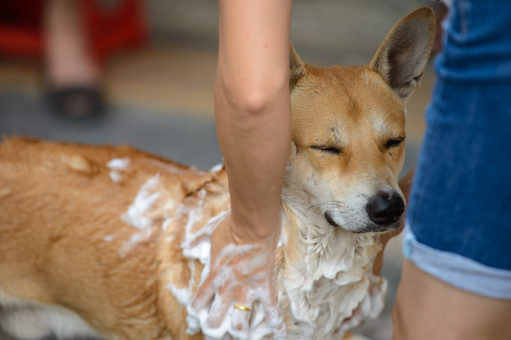 Soapy dog